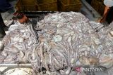 Sejumlah pekerja memindahkan ikan gurita (Octopus spp) hasil tangkapan nelayan di salah satu usaha penampungan gurita, desa Lampaseh, Banda Aceh, Aceh, Rabu (6/11/2024). Menurut pelaku usaha perikanan di daerah itu, dalam setiap bulan sebanyak 15 ton hingga 20 ton ikan gurita yang ditampung dari nelayan lokal dengan harga kisaran Rp52.000 per kilogram  di ekspor melalui Medan dengan beberapa negara tujuan Vietnam, Jepang  dan China. ANTARA FOTO/Ampelsa.