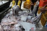 Sejumlah pekerja memindahkan ikan gurita (Octopus spp) hasil tangkapan nelayan di salah satu usaha penampungan gurita, desa Lampaseh, Banda Aceh, Aceh, Rabu (6/11/2024). Menurut pelaku usaha perikanan di daerah itu, dalam setiap bulan sebanyak 15 ton hingga 20 ton ikan gurita yang ditampung dari nelayan lokal dengan harga kisaran Rp52.000 per kilogram  di ekspor melalui Medan dengan beberapa negara tujuan Vietnam, Jepang  dan China. ANTARA FOTO/Ampelsa.