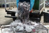 Pekerja membongkar ikan gurita (Octopus spp) hasil tangkapan nelayan dari mobil barang  saat tiba di salah satu usaha penampungan gurita, desa Lampaseh, Banda Aceh, Aceh, Rabu (6/11/2024). Menurut pelaku usaha perikanan di daerah itu, dalam setiap bulan sebanyak 15 ton hingga 20 ton ikan gurita yang ditampung dari nelayan lokal dengan harga kisaran Rp52.000 per kilogram tersebut di ekspor melalui Medan dengan beberapa negara tujuan Vietnam, Jepang  dan China. ANTARA FOTO/Ampelsa.