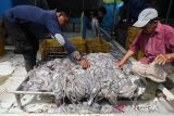 Sejumlah pekerja memindahkan ikan gurita (Octopus spp) hasil tangkapan nelayan di salah satu usaha penampungan gurita, desa Lampaseh, Banda Aceh, Aceh, Rabu (6/11/2024). Menurut pelaku usaha perikanan di daerah itu, dalam setiap bulan sebanyak 15 ton hingga 20 ton ikan gurita yang ditampung dari nelayan lokal dengan harga kisaran Rp52.000 per kilogram  di ekspor melalui Medan dengan beberapa negara tujuan Vietnam, Jepang  dan China. ANTARA FOTO/Ampelsa.