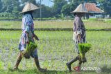 Sejumlah petani membawa bibit padi untuk ditanam kembali di sawah tadah hujan di Kragilan, Kabupaten Serang, Banten, Kamis (7/11/2024). Petani kawasan tersebut mempercepat musim tanam padi untuk memanfaatkan datangnya musim hujan yang datang lebih awal. ANTARA FOTO/Putra M. Akbar/gp