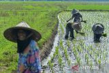 Percepatan masa tanam padi. Sejumlah petani menanam bibit padi di Kragilan, Kabupaten Serang, Banten, Kamis (7/11/2024). Petani di daerah tersebut mempercepat musim tanam padi untuk memanfaatkan datangnya musim hujan yang lebih awal karena sawah di daerah itu merupakan sawah tadah hujan. ANTARA FOTO/Putra M. Akbar/gp