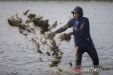 Pekerja menebar bibit rumput laut jenis Glacilaria Sp di areal tambak desa Pabean udik, Indramayu, Jawa Barat, Rabu (6/11/2024). Pemerintah akan melakukan hilirisasi rumput laut menjadi salah satu bahan baku bioavtur yang digunakan sebagai bahan bakar pesawat ramah lingkungan dimana Indonesia menjadi penghasil rumput laut terbesar kedua di dunia. ANTARA FOTO/Dedhez Anggara/agr