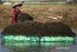 Pekerja memanen rumput laut jenis Glacilaria Sp di areal tambak desa Pabean udik, Indramayu, Jawa Barat, Rabu (6/11/2024). Pemerintah akan melakukan hilirisasi rumput laut menjadi salah satu bahan baku bioavtur yang digunakan sebagai bahan bakar pesawat ramah lingkungan dimana Indonesia menjadi penghasil rumput laut terbesar kedua di dunia. ANTARA FOTO/Dedhez Anggara/agr