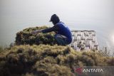 Pekerja memanen rumput laut jenis Glacilaria Sp di areal tambak desa Pabean udik, Indramayu, Jawa Barat, Rabu (6/11/2024). Pemerintah akan melakukan hilirisasi rumput laut menjadi salah satu bahan baku bioavtur yang digunakan sebagai bahan bakar pesawat ramah lingkungan dimana Indonesia menjadi penghasil rumput laut terbesar kedua di dunia. ANTARA FOTO/Dedhez Anggara/agr