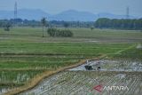 Petani membajak sawah menggunakan traktor di Kasemen, Kota Serang, Banten, Jumat (8/11/2024). Kementan menargetkan penyediaan alat dan mesin pertanian (alsintan) prapanen sebanyak 1,14 juta unit pada rencana program prioritas Kementerian Pertanian pada 2025 untuk mendukung terwujudnya swasembada pangan. ANTARA FOTO/Putra M. Akbar/gp