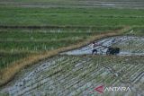 Petani membajak sawah menggunakan traktor di Kasemen, Kota Serang, Banten, Jumat (8/11/2024). Kementan menargetkan penyediaan alat dan mesin pertanian (alsintan) prapanen sebanyak 1,14 juta unit pada rencana program prioritas Kementerian Pertanian pada 2025 untuk mendukung terwujudnya swasembada pangan. ANTARA FOTO/Putra M. Akbar/gp