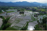 Luas panen padi turun di Sumatera Barat