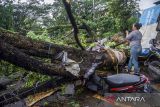 Warga berada di dekat pohon yang tumbang menimpa kendaraan roda dua akibat angin kencang di Kota Cimahi, Jawa Barat, Sabtu (9/11/2024). Hujan deras disertai angin kencang mengakibatkan sejumlah pohon di beberapa wilayah di Kota Cimahi tumbang hingga menimpa kendaraan dan menyebabkan kemacetan lalu lintas. ANTARA FOTO/Abdan Syakura/agr