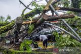 Warga memindahkan batang pohon yang tumbang menimpa kendaraan roda empat akibat angin kencang di Kota Cimahi, Jawa Barat, Sabtu (9/11/2024). Hujan deras disertai angin kencang mengakibatkan sejumlah pohon di beberapa wilayah di Kota Cimahi tumbang hingga menimpa kendaraan dan menyebabkan kemacetan lalu lintas. ANTARA FOTO/Abdan Syakura/agr