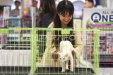 Seorang peserta menyiapkan kucing peliharaannya saat mengikuti kontes kucing internasional 2024 di Samarinda, Kalimantan Timur, Minggu (10/11/2024). Kontes kucing yang bertajuk Catopia Carnival International Fun Cat Show Volume II itu diikuti sekitar 80 ekor kucing dengan memperlombakan delapan kategori yang mengutamakan penilaian kesehatan, keindahan dan anatomi tubuh kucing. Antara Kaltim/M Risyal Hidayat