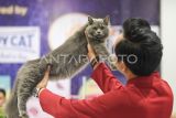 Seorang juri asal Malaysia Mohd Hafizul menilaii kucing peserta saat mengikuti kontes kucing internasional 2024 di Samarinda, Kalimantan Timur, Minggu (10/11/2024). Kontes kucing yang bertajuk Catopia Carnival International Fun Cat Show Volume II itu diikuti sekitar 80 ekor kucing dengan memperlombakan delapan kategori yang mengutamakan penilaian kesehatan, keindahan dan anatomi tubuh kucing. Antara Kaltim/M Risyal Hidayat