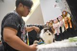 Seorang peserta menyisir bulu kucing peliharaanya saat mengikuti kontes kucing internasional 2024 di Samarinda, Kalimantan Timur, Minggu (10/11/2024). Kontes kucing yang bertajuk Catopia Carnival International Fun Cat Show Volume II itu diikuti sekitar 80 ekor kucing dengan memperlombakan delapan kategori yang mengutamakan penilaian kesehatan, keindahan dan anatomi tubuh kucing. Antara Kaltim/M Risyal Hidayat