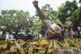 Anggota Komunitas Onthel tampil saat Teatrikal Pembebasan Pejuang di Taman Makam Pahlawan Taruna Daan Mogot, Kota Tangerang, Banten, Minggu (10/11/2024). Komunitas Onthel Kota Tangerang menampilkan teatrikal tentang pembebasan pejuang Indonesia yang ditahan oleh tentara Jepang untuk memperingati Hari Pahlawan Nasional. ANTARA FOTO/Sulthony Hasanuddin/gp