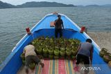 Buruh pelabuhan memuat gas elpiji subsidi 3 kilogram saat pengapalan ke wilayah  terluar kecamatan pulau Aceh  di pelabuhan Ulee Lheue, Banda Aceh, Aceh, Sabtu (9/11/2024). Layanan pendistribusian gas elpiji subsidi 3 kilogram menggunakan kapal kayu ke kecamatan pulau Aceh itu  dijual  seharga  Rp 30.000 per tabung atau di atas harga resmi pemerintah Rp18.000 per tabung  karena adanya biaya tambahan ongkos kapal dan bongkar muat. ANTARA FOTO/Ampelsa.