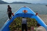 Buruh pelabuhan memuat gas elpiji subsidi 3 kilogram saat pengapalan ke wilayah  terluar kecamatan pulau Aceh  di pelabuhan Ulee Lheue, Banda Aceh, Aceh, Sabtu (9/11/2024). Layanan pendistribusian gas elpiji subsidi 3 kilogram menggunakan kapal kayu ke kecamatan pulau Aceh itu  dijual  seharga  Rp 30.000 per tabung atau di atas harga resmi pemerintah Rp18.000 per tabung  karena adanya biaya tambahan ongkos kapal dan bongkar muat. ANTARA FOTO/Ampelsa.