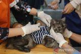 Dokter hewan memberikan suntikan vaksin rabies kepada kucing warga saat berlangsung Petsyandu layanan gratis di Banda Aceh, Aceh, Sabtu (9/11/2024).  Petsyandu  yang digelar Indonesian Cat Association (ICA), Catlovers dan Persatuan Dokter Hewan Indonesia (PDHI)  memberikan pelayanan gratis  pemeriksaan kesehatan kucing, pemberian vitamin dan suntikan vaksin rabies  itu dalam  upaya pencegahan penyakit rabies . ANTARA FOTO/Ampelsa