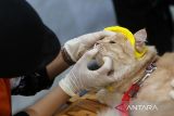 Dokter hewan memeriksa kesehatan gigi kucing milik warga  saat berlangsung Petsyandu layanan gratis di Banda Aceh, Aceh, Sabtu (9/11/2024).  Petsyandu  yang digelar Indonesian Cat Association (ICA), Catlovers dan Persatuan Dokter Hewan Indonesia (PDHI)  memberikan pelayanan gratis  pemeriksaan kesehatan kucing, pemberian vitamin dan suntikan vaksin rabies  itu dalam  upaya pencegahan penyakit rabies . ANTARA FOTO/Ampelsa