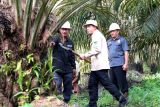 Hingga Oktober 2024, program PSR Muba capai 20.304 hektare