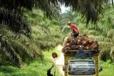 Pemda dan aparat bersinergi jaga iklim investasi perkebunan sawit di Kobar