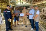 Dukung ketahanan pangan, DSLNG salurkan 200 ekor bibit ayam petelur