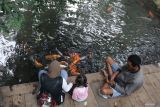 Sejumlah pengunjung member makan ikan di kawasan Sumber Banteng, Kota Kediri Jawa Timur, Minggu (10/11/2024). Sumber air seluas satu hektare tersebut difungsikan sebagai pemasok air untuk irigasi pertanian daerah sekitar yang tidak pernah kering dan sekaligus dikelola warga sebagai daerah wisata. ANTARA Jatim/Prasetia Fauzani/mas.
