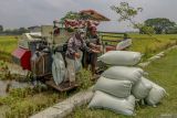 Sejumlah petani menurunkan hasil panen dari mesin pemanen padi (combine harvester) saat panen di Gondang,  Bojonegoro, Jawa Timur, Selasa (12/11/2024). Kementerian Keuangan mencatat realisasi anggaran untuk ketahanan pangan hingga akhir Oktober 2024 meningkat 71% dari tahun sebelumnya, yakni dari Rp 53,3 triliun menjadi Rp 91,1 triliun sebagai dukungan infrastruktur dan sarana prasarana pertanian serta bantuan pangan yang disalurkan oleh beberapa kementerian dengan menggunakan anggaran kementerian dan lembaga (K/L). Antara Jatim/Muhammad Mada/um