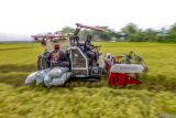 Petani mengoperasikan mesin pemanen padi (combine harvester) saat panen di Gondang,  Bojonegoro, Jawa Timur, Selasa (12/11/2024). Kementerian Keuangan mencatat realisasi anggaran untuk ketahanan pangan hingga akhir Oktober 2024 meningkat 71% dari tahun sebelumnya, yakni dari Rp 53,3 triliun menjadi Rp 91,1 triliun sebagai dukungan infrastruktur dan sarana prasarana pertanian serta bantuan pangan yang disalurkan oleh beberapa kementerian dengan menggunakan anggaran kementerian dan lembaga (K/L). Antara Jatim/Muhammad Mada/um