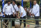 Menteri Desa dan Pembangunan Desa Tertinggal Yandri Susanto (kedua kanan) didampingi Pj Bupati Lebak Gunawan Rusminto (kiri) bersiap menebar benih ikan nila saat kunjungannya di Desa Sumur Bandung, Lebak, Banten, Rabu (13/11/2024). Dalam kunjungannya tersebut Menteri Desa dan Pembangunan Daerah Tertinggal Yandri Susanto memantau pengembangan desa mandiri melalui Badan Usaha Milik Desa (BUMDes) milik Sumur Bandung yang mengelola usaha desa antara lain peralatan sewa tenda, budi daya ikan, pemanfaatan limbah kelapa muda menjadi pupuk cair, dan aneka kerajinan ekonomi kreatif. ANTARA FOTO/Muhammad Bagus Khoirunas/gp