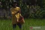 Petani menebar pupuk pada area persawahan di Kecamatan Kasemen, Kota Serang, Banten, Rabu (13/11/2024). Pemerintah menyederhanakan alur distribusi pupuk subsidi bagi para petani hanya melalui Kementerian Pertanian dan Pupuk Indonesia serta langsung diserahkan kepada para petani melalui gabungan kelompok tani (Gapoktan), serta menambah volume pupuk menjadi dua kali lipat yang sebelumnya hanya menargetkan penyaluran sebanyak 4,7 juta ton menjadi 9,5 juta ton. ANTARA FOTO/Angga Budhiyanto/gp