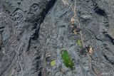 Foto udara aktivitas penambang pasir di sekitar jalur aliran lahar hujan Gunung Semeru, Desa Supiturang, Lumajang, Jawa Timur, Kamis (14/11/2024). Memasuki musim penghujan, Badan Penanggulangan Bencana Daerah (BPBD) Lumajang menyiagakan Tim Reaksi Cepat (TRC) di pos pantau Curah Kobokan untuk memantau dan memberi peringatan kepada warga jika terjadi banjir lahar hujan Gunung Semeru. Antara Jatim/Irfan Sumanjaya/um