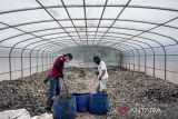 Pekerja memasukkan sampah organik ke dalam solar dryer dome di Tempat Pengolahan Sampah Terpadu (TPST) Lebak Saat, Kota Cimahi, Jawa Barat, Kamis (14/11/2024). TPST Lebak Saat mampu mengolah dua hingga sembilan ton sampah organik per hari secara terpadu menggunakan metode maggotisasi dan diolah menjadi pupuk kompos guna mengejar target Cimahi zero to landfill pada tahun 2025. ANTARA FOTO/Abdan Syakura/agr