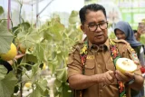 Penjabat Gubernur Kalimantan Timur Akmal Malik memotong buah melon hasil budidaya di Green House SMAN 14 Samarinda, Kaltim, Selasa (12/11/2024). Menurut Akmal Malik penanaman tanaman buah dengan sistem green house di sekolah itu diharapkan dapat meningkatkan kesadaran siswa dalam menjaga lingkungan serta dapat menularkan manfaat baik di lingkungan sosial, sekolah ataupun masyarakat. Antara Kaltim/M Risyal Hidayat