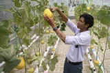 Siswa memanen buah melon hasil budi daya di Green House SMAN 14 Samarinda, Kaltim, Selasa (12/11/2024). Menurut Akmal Malik penanaman tanaman buah dengan sistem green house di sekolah itu diharapkan dapat meningkatkan kesadaran siswa dalam menjaga lingkungan serta dapat menularkan manfaat baik di lingkungan sosial, sekolah ataupun masyarakat. Antara Kaltim/M Risyal Hidayat