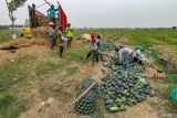 Petani memanen buah semangka di area persawahan Patianrowo, Nganjuk, Jawa Timur, Kamis (14/11/2024). Sejumlah petani buah semangka setempat memanfaatkan sosial media untuk menjual hasil panen ke luar daerah untuk menghindari harga jual buah semangka yang menurun dari sebelumnya yakni sekitar Rp3.500 per kilogram menjadi Rp2.000 per kilogram akibat stok yang melimpah saat panen raya di kawasan itu. Antara Jatim/Muhammad Mada/um