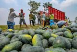 Petani memanen buah semangka di area persawahan Patianrowo, Nganjuk, Jawa Timur, Kamis (14/11/2024). Sejumlah petani buah semangka setempat memanfaatkan sosial media untuk menjual hasil panen ke luar daerah untuk menghindari harga jual buah semangka yang menurun dari sebelumnya yakni sekitar Rp3.500 per kilogram menjadi Rp2.000 per kilogram akibat stok yang melimpah saat panen raya di kawasan itu. Antara Jatim/Muhammad Mada/um