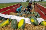 Petani memanen buah semangka di area persawahan Patianrowo, Nganjuk, Jawa Timur, Kamis (14/11/2024). Sejumlah petani buah semangka setempat memanfaatkan sosial media untuk menjual hasil panen ke luar daerah untuk menghindari harga jual buah semangka yang menurun dari sebelumnya yakni sekitar Rp3.500 per kilogram menjadi Rp2.000 per kilogram akibat stok yang melimpah saat panen raya di kawasan itu. Antara Jatim/Muhammad Mada/um