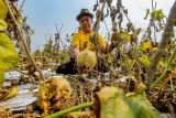 Petani menunjukan buah melon yang membusuk di area persawahan Patianrowo, Nganjuk, Jawa Timur, Kamis (14/11/2024). Sejumlah petani melon di kawasan itu mengalami gagal panen akibat cuaca ekstrem yang melanda kawasan itu sejak dua pekan terakhir. Antara Jatim/Muhammad Mada/um