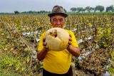 Petani menunjukan buah melon yang membusuk di area persawahan Patianrowo, Nganjuk, Jawa Timur, Kamis (14/11/2024). Sejumlah petani melon di kawasan itu mengalami gagal panen akibat cuaca ekstrem yang melanda kawasan itu sejak dua pekan terakhir. Antara Jatim/Muhammad Mada/um