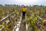 Petani memeriksa kondisi tanaman melon yang membusuk di area persawahan Patianrowo, Nganjuk, Jawa Timur, Kamis (14/11/2024). Sejumlah petani melon di kawasan itu mengalami gagal panen akibat cuaca ekstrem yang melanda kawasan itu sejak dua pekan terakhir. Antara Jatim/Muhammad Mada/um