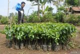 Petani menyiram tanaman bibit kopi jenis arabika usia setahun di Mas Iyan Arabica Coffee Farmers, Desa Sukorejo, Sumberwringin, Bondowoso, Jawa Timur, Kamis (14/11/2024). Petani tersebut mampu memproduksi bibit kopi jenis arabika sekitar 15 ribu batang bibit per tahun, dengan harga Rp5 ribu - Rp12 ribu per batang usia satu tahun dengan tinggi 50-70 centimeter dan bibit biji kopi Rp600 ribu per kilogram serta kewalahan menerima permintaan bibit secara online dari sejumlah daerah di Indonesia yang mencapai 100 ribu batang bibit. Antara Jatim/Seno/um