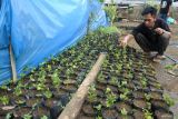 Petani merawat tanaman bibit kopi jenis arabika usia dua bulan di Mas Iyan Arabica Coffee Farmers, Desa Sukorejo, Sumberwringin, Bondowoso, Jawa Timur, Kamis (14/11/2024). Petani tersebut mampu memproduksi bibit kopi jenis arabika sekitar 15 ribu batang bibit per tahun, dengan harga Rp5 ribu - Rp12 ribu per batang usia satu tahun dengan tinggi 50-70 centimeter dan bibit biji kopi Rp600 ribu per kilogram serta kewalahan menerima permintaan bibit secara online dari sejumlah daerah di Indonesia yang mencapai 100 ribu batang bibit. Antara Jatim/Seno/um