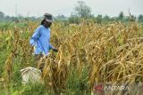 Petani memanen jagung di kawasan Unyur, Kota Serang, Banten, Jumat (15/11/2024). Menurut petani, kualitas jagung yang dipanen di kebunnya tersebut mengalami penurunan karena kekurangan pasokan air akibat musim kemarau. ANTARA FOTO/Putra M. Akbar/gp