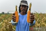 Petani memperlihatkan hasil jagung yang dipanennya di kawasan Unyur, Kota Serang, Banten, Jumat (15/11/2024). Menurut petani, kualitas jagung yang dipanen di kebunnya tersebut mengalami penurunan karena kekurangan pasokan air akibat musim kemarau. ANTARA FOTO/Putra M. Akbar/gp