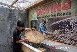 Pekerja mengeringkan biji kopi luwak di Kopi Luwak Cikole, Lembang, Kabupaten Bandung Barat, Jawa Barat, Jumat (15/11/2024). Penangkaran dan rumah produksi Kopi Luwak Cikole tersebut dalam dua minggu mampu memproduksi 100 - 200 kilogram kopi luwak dan dipasarkan ke sejumlah negara seperti Singapura, Malaysia, Jepang, Arab Saudi dan Amerika Serikat dengan harga Rp550 ribu per 250 gram. ANTARA FOTO/Abdan Syakura/agr
