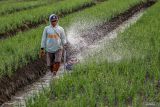 Petani menyiram tanaman bawang merah menggunakan mesin penyiram di area persawahan sentra bawang merah, Sukomoro, Nganjuk, Jawa Timur, Kamis (14/11/2024). Kementerian / Badan Perencanaan Pembangunan Nasional (PPN/Bappenas) menyatakan salah satu indikator Rencana Pembangunan Jangka Menengah Nasional (RPJMN) 2019-2024 yaitu nilai tukar petani 2024 telah tercapai dengan baseline 100,90, capaian 112,46, RPJMN 105, dan RKP 105-108. ANTARA Jatim/Muhammad Mada/mas.