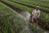 Petani menyiram tanaman bawang merah menggunakan mesin penyiram di area persawahan sentra bawang merah, Sukomoro, Nganjuk, Jawa Timur, Kamis (14/11/2024). Kementerian / Badan Perencanaan Pembangunan Nasional (PPN/Bappenas) menyatakan salah satu indikator Rencana Pembangunan Jangka Menengah Nasional (RPJMN) 2019-2024 yaitu nilai tukar petani 2024 telah tercapai dengan baseline 100,90, capaian 112,46, RPJMN 105, dan RKP 105-108. ANTARA Jatim/Muhammad Mada/mas.