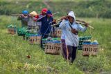 Sejumlah petani memanen buah semangka di area persawahan Patianrowo, Nganjuk, Jawa Timur, Kamis (14/11/2024). Kementerian / Badan Perencanaan Pembangunan Nasional (PPN/Bappenas) menyatakan salah satu indikator Rencana Pembangunan Jangka Menengah Nasional (RPJMN) 2019-2024 yaitu nilai tukar petani 2024 telah tercapai dengan baseline 100,90, capaian 112,46, RPJMN 105, dan RKP 105-108. ANTARA Jatim/Muhammad Mada/mas.