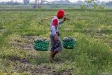 Sejumlah petani memanen buah semangka di area persawahan Patianrowo, Nganjuk, Jawa Timur, Kamis (14/11/2024). Kementerian / Badan Perencanaan Pembangunan Nasional (PPN/Bappenas) menyatakan salah satu indikator Rencana Pembangunan Jangka Menengah Nasional (RPJMN) 2019-2024 yaitu nilai tukar petani 2024 telah tercapai dengan baseline 100,90, capaian 112,46, RPJMN 105, dan RKP 105-108. ANTARA Jatim/Muhammad Mada/mas.