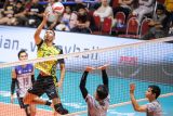 Pevoli Indomaret Hernanda Zulfi (kiri) mengembalikan bola yang berusaha dihalau pevoli TNI AU Electric Achmad Rizal Nurhuda (tengah) pada pertandingan Final Four Livoli Divisi Utama di GOR Tri Dharma, Gresik, Jawa Timur, Sabtu (16/11/2024). Indomaret menang atas TNI AU Electric dengan skor 3-0 (28-26, 25-19, dan 25-17). Antara Jatim/Rizal Hanafi/um 